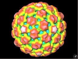 blomkålsvirus