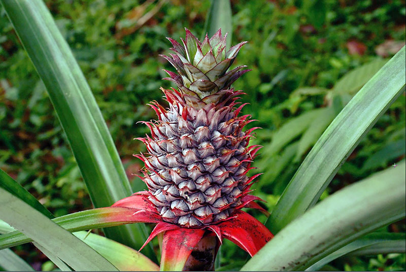 Ananas - Foto: Wikimedia Commons