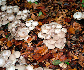 Wild Mushrooms Nature Forest