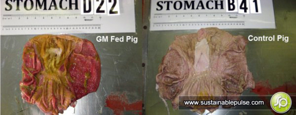 controlled-pig-stomach