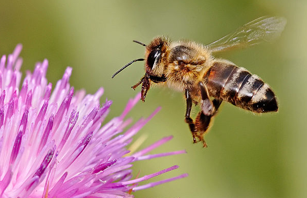 bee