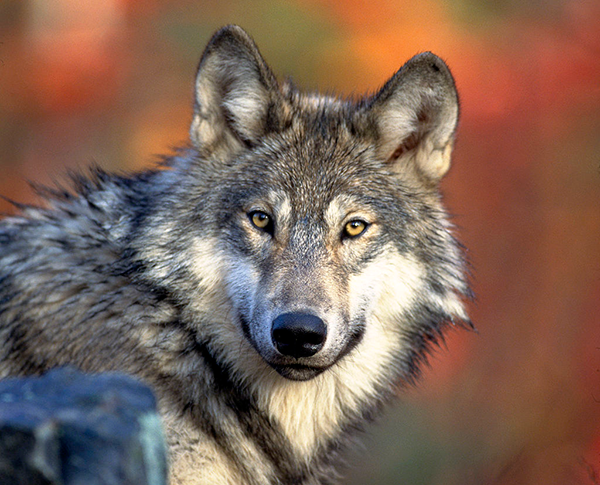 Vargar,   Canis lupus - Foto: Wikimedia Commons