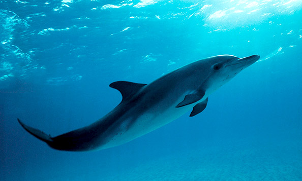 Atlantic Spotted Dolphin - Stenella Plagiodon - Wikimedia Commons
