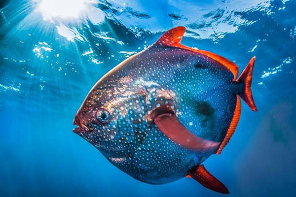 Opah - Photo: NOAA  Fisheries West Coast Science and Management
