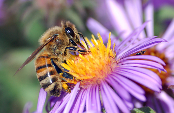 Europeiskt honungsbi - Foto: John Severns,   Wikimedia Commons