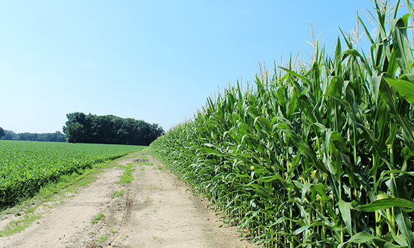 Corn Soybeans, Pittsfield, Township, Michigan. Foto: Wikimedia Commons