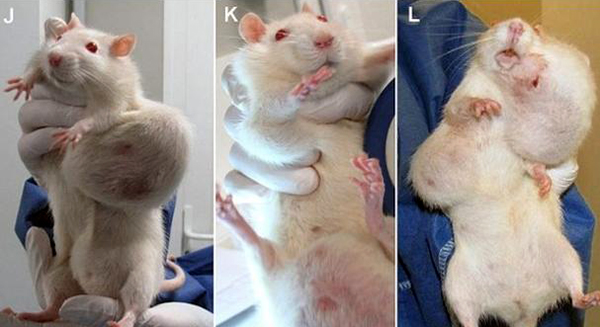 Seralini-GM-rat-cancer-studyjpg