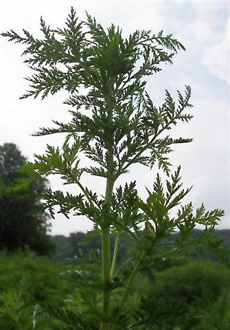 Artemisia annua- Wikimedia Commons