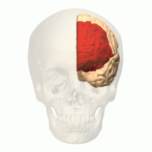 Prefrontal cortex animation - Wikimedia Commons