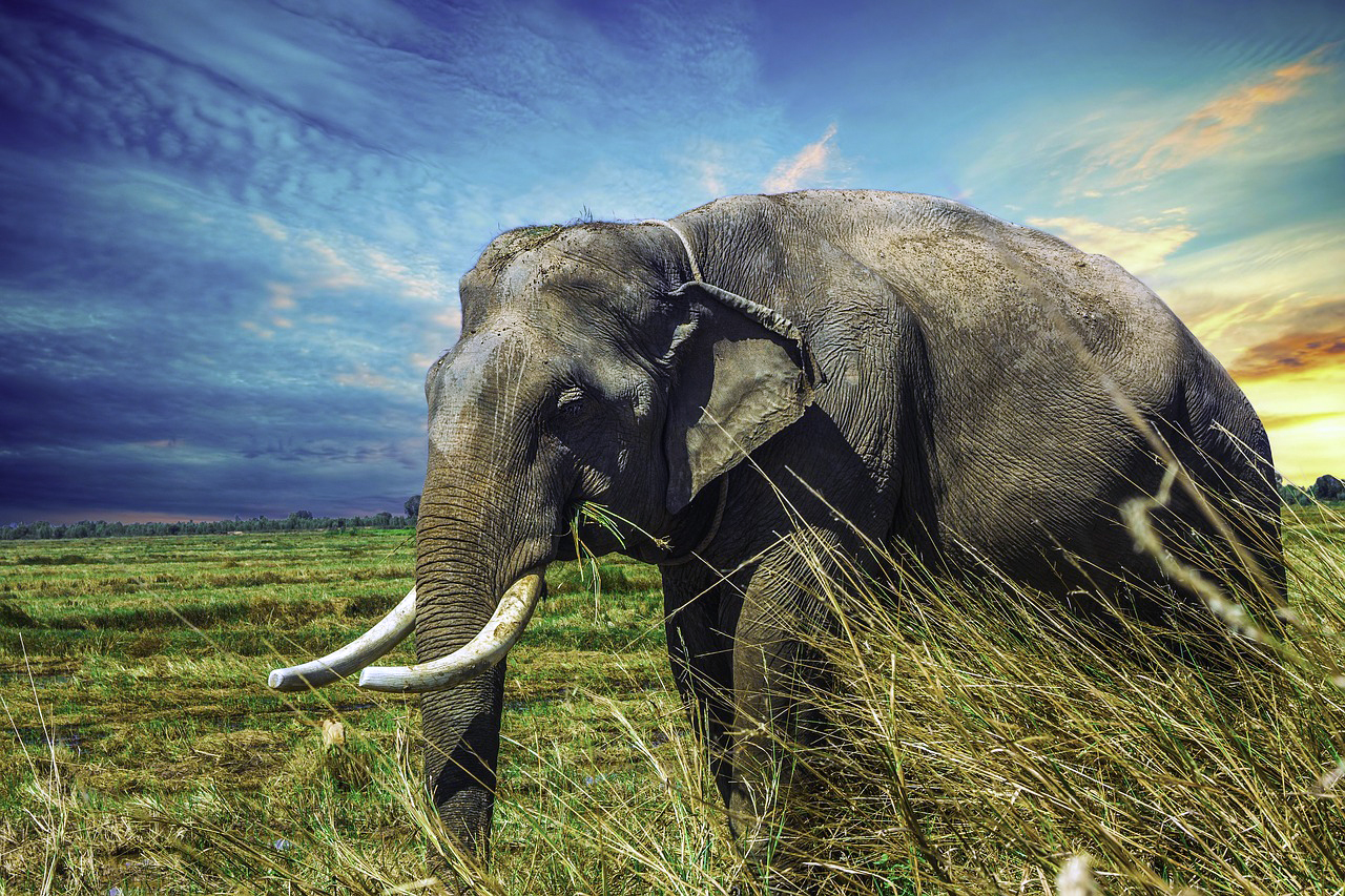 Afrikansk elefant. Foto: เอกลักษณ์ มะลิซ้อน. Licens: Free for commercial use No attribution required, Pixabay.com