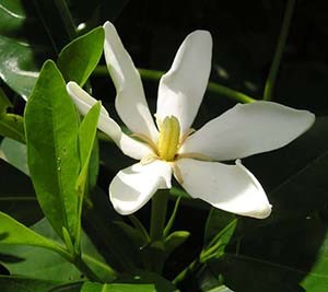 Gardenia_ asminoide - Wikimedia Commons