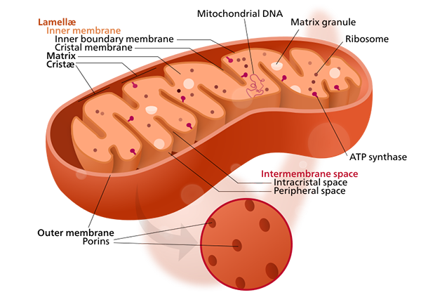 Mitochondrion - mitokondrie - Bild: Kelvinsong, Wikimedia Commons