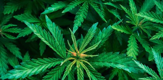 Cannabis - Foto: Crestock.com