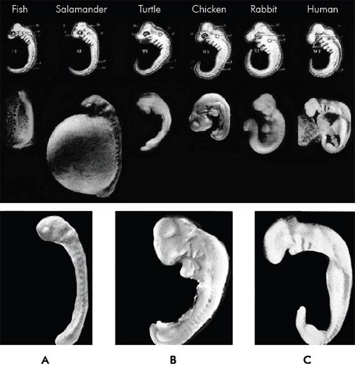 Embryos, Ernst Haeckel