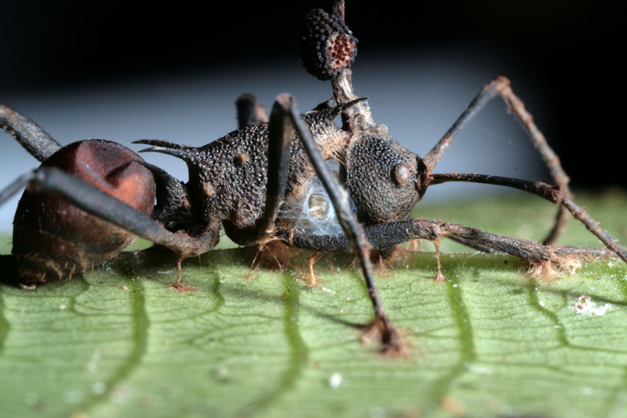 Ophiocordyceps unilateralis - Foto: David Hughes, Penn State University