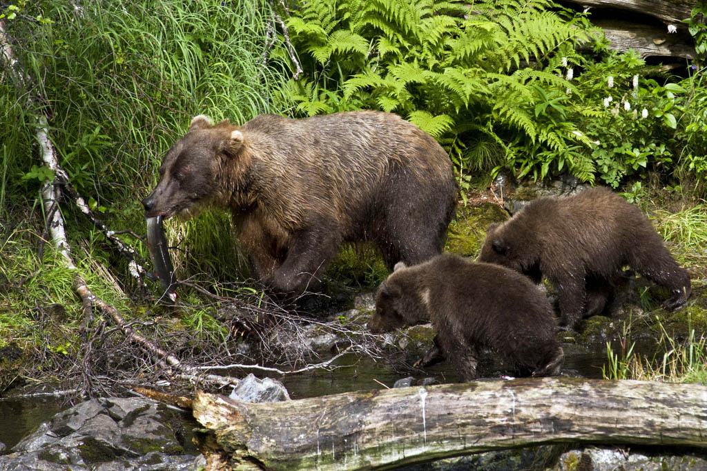 Brunbjörn vid Kenai och Russian Rivers i Alaska. Foto: US Fish and Wildlife Service. License: CC BY 2.0