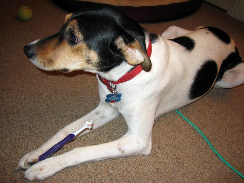 Hundar kan få tandsten. Foto: Linda N. Licens: CC BY 2.0, Flickr.com