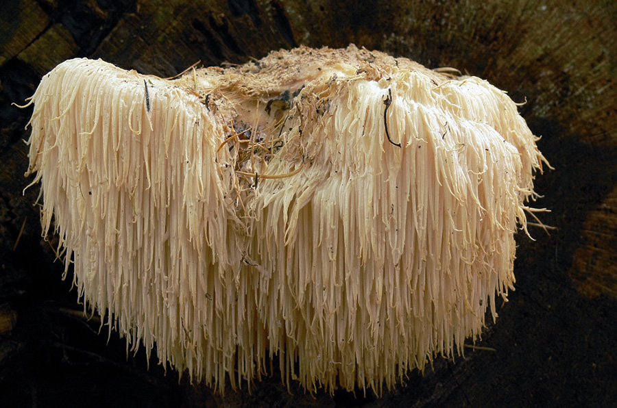 Igelkottsvamp (Hericium erinaceus) på engelska Lions mane har neurogenerativa egenskaper. Foto: Lebrac. Licens: CC BY-SA 3.0, Wikimedia Commons