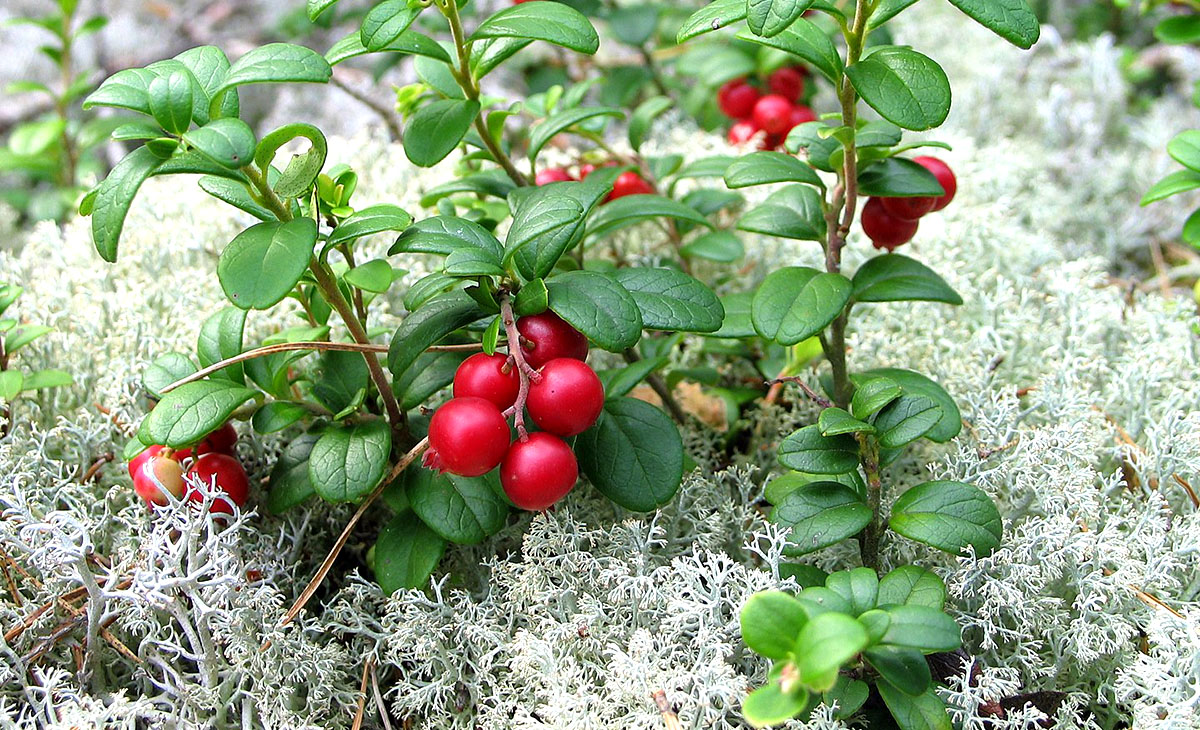 Lingon (Vaccinium vitis-idaea). Foto: Jonas Bergsten. Licens: Public Domain, Wikimedia Commons