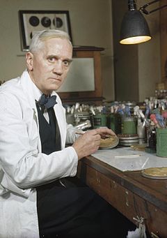 Alexander Fleming - Penicillin - Foto: Wikimedia Commons - Imperial War Museums